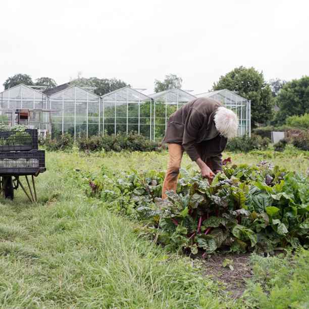 Start je eigen moestuin in 8 stappen