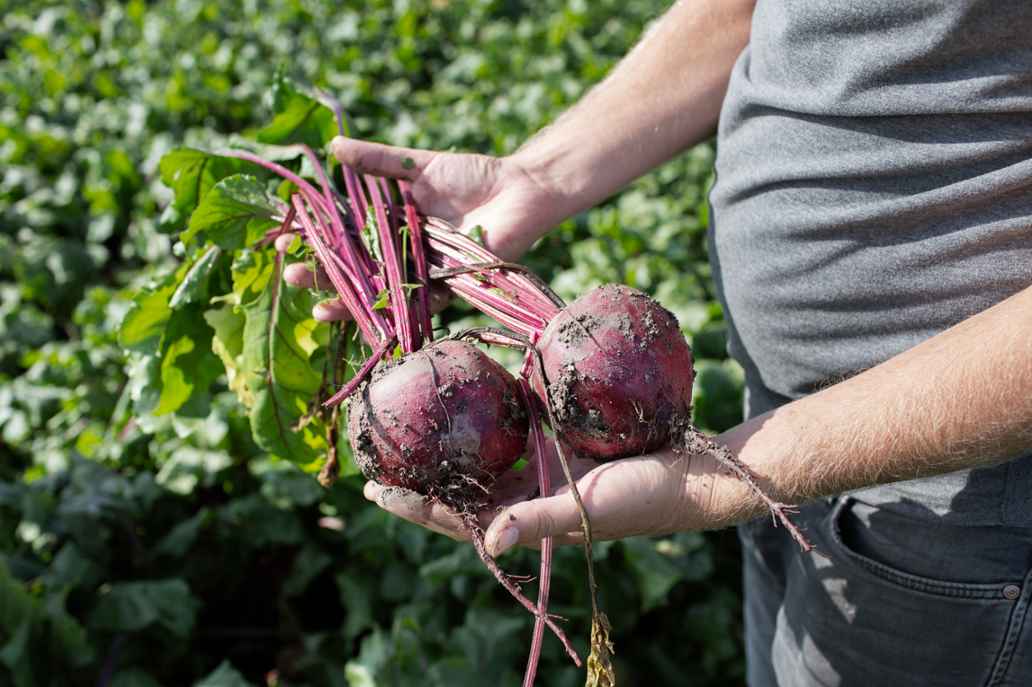 De bieten van Wouter Snippe op zijn kringloopboerderij - Triodos Bank