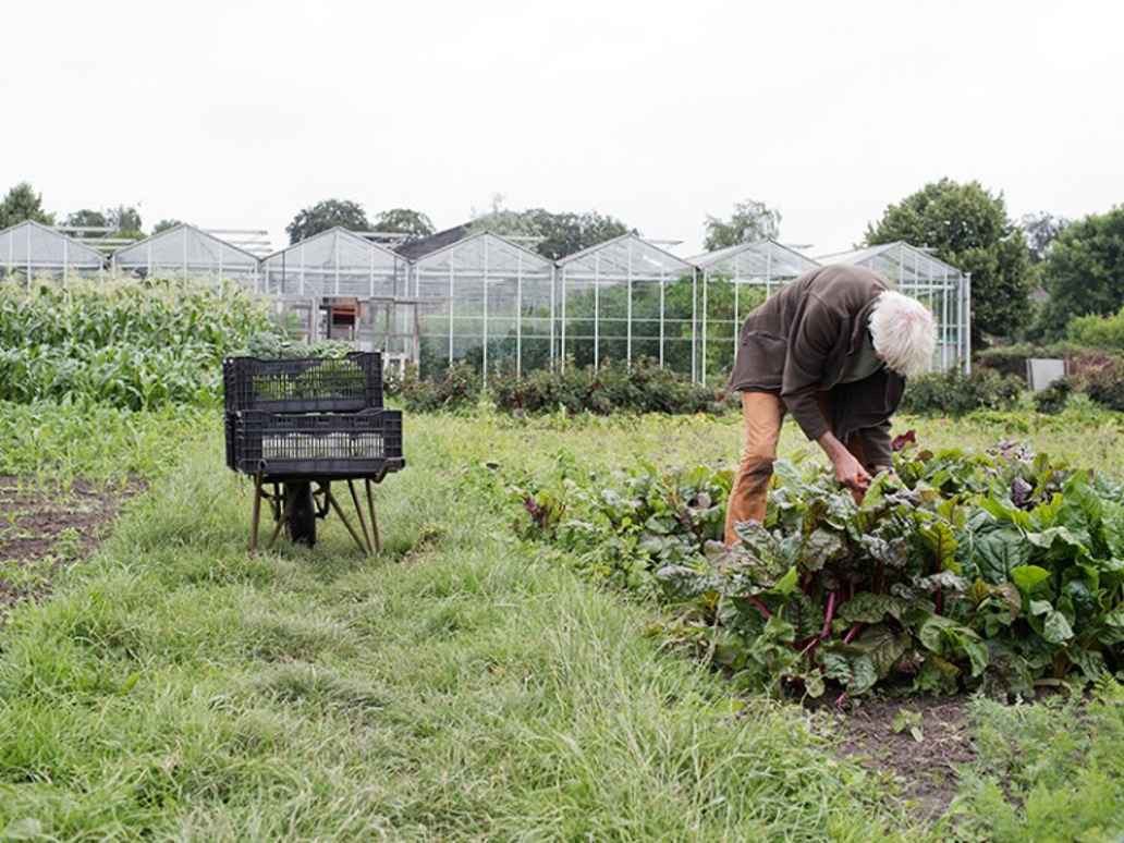 Moestuin van de Hondspol