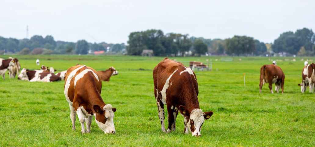 Koeien van boerderij De Eenzaamheid