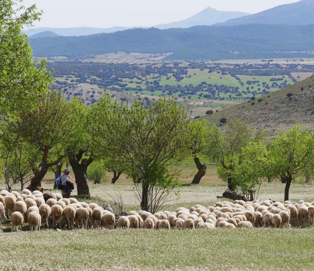 Segureño-schapen onderhouden het gras in de boomgaarden