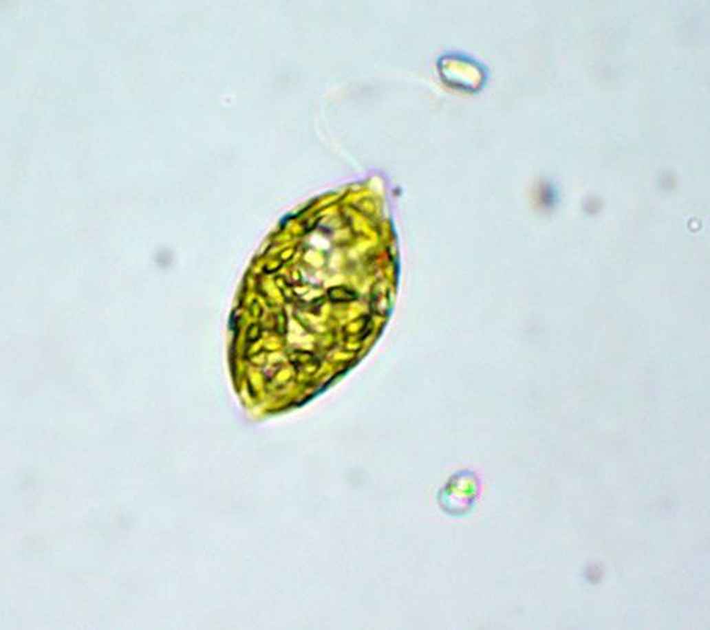 Euglena gezien onder een microscoop