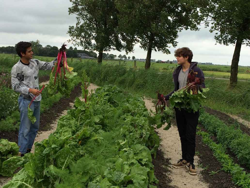 Oogsten van snijbiet Farms of the World