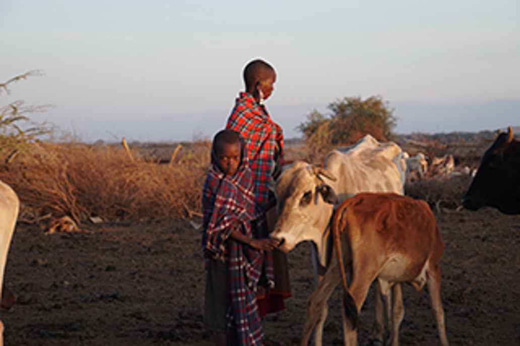 Masai met hun vee