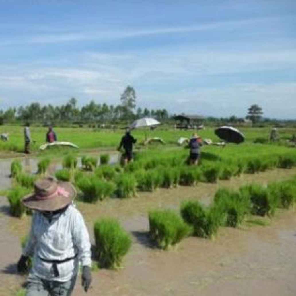 rijstplanters