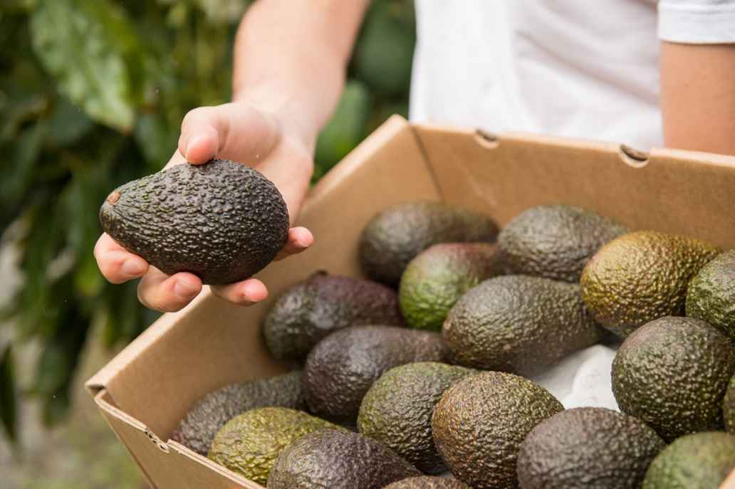 Via CrowdFarming koop je subtropisch fruit, zoals avocado's, van Europese boeren